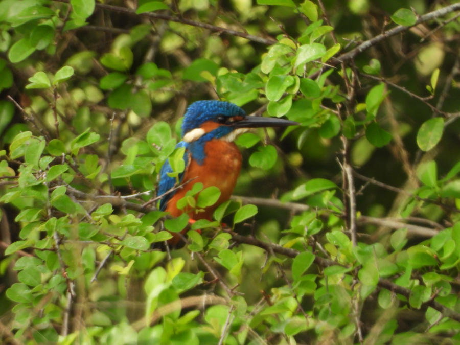 Common kingfisher
