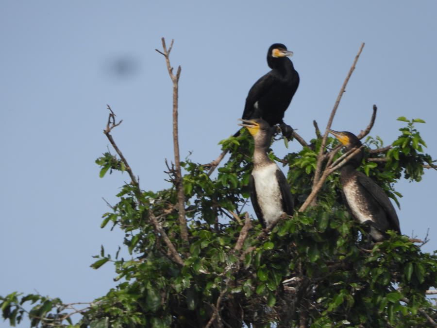 Cormorants