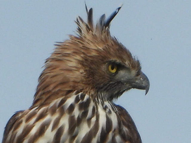 Close portrait of a crested eagle with yellow eyes