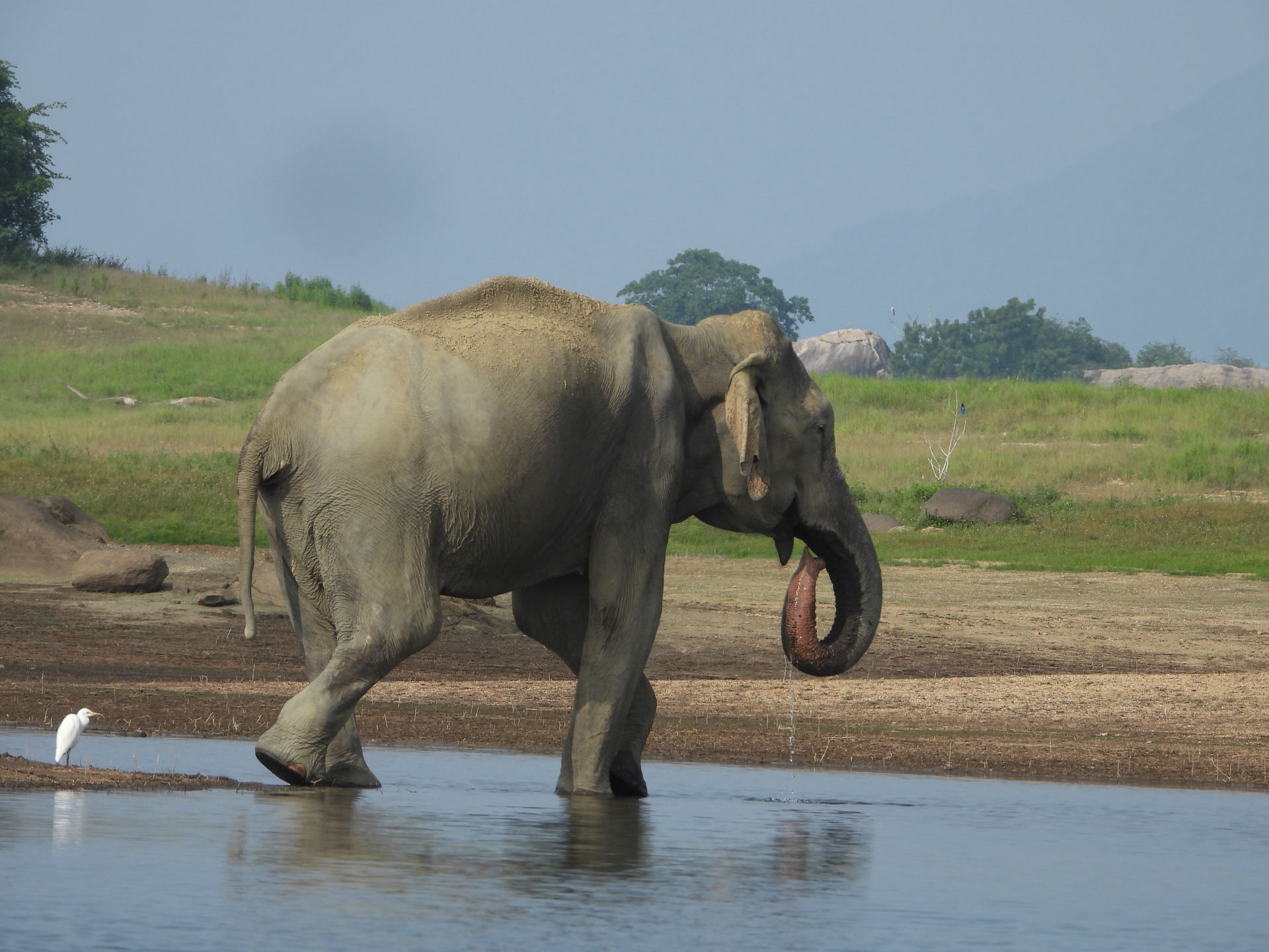 Asian elephant drinking at a waterhole in Sri Lanka