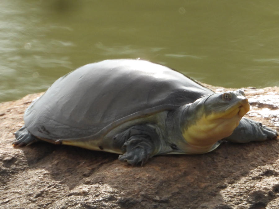 Indian flap-shell turtle