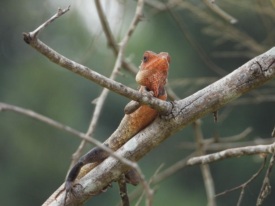 Oriental garden lizard