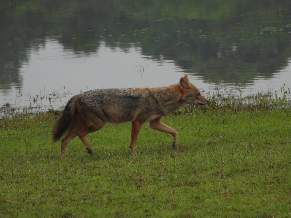 Golden jackal