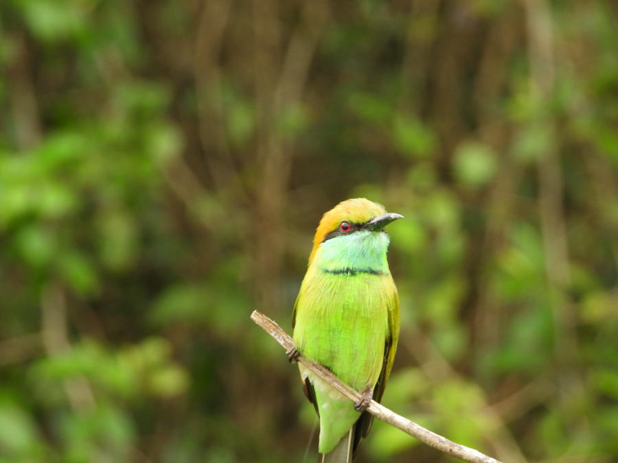 Green bee-eater