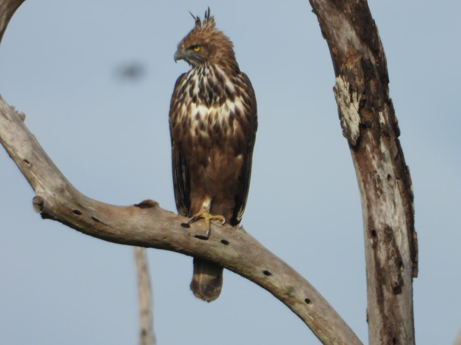 Changeable hawk-eagle