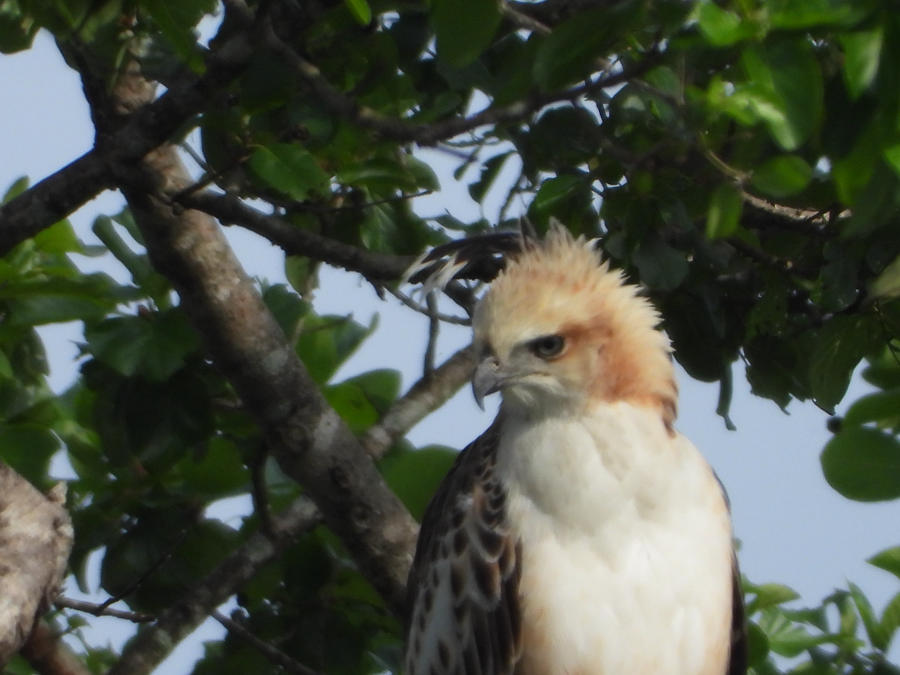 Close portrait of a crested hawk-eagle
