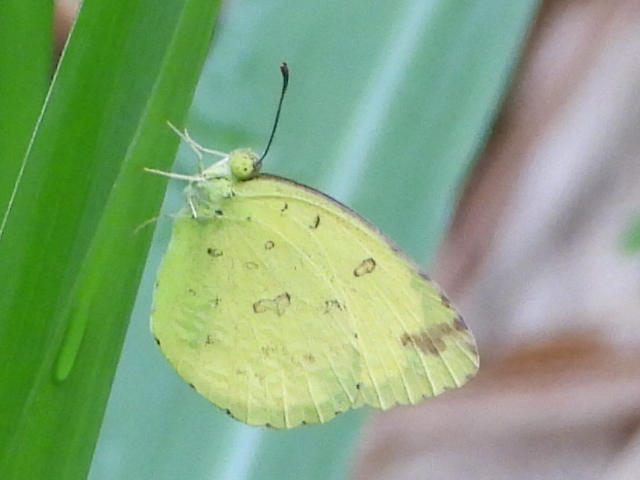 Lemon emigrant butterfly on a green leaf