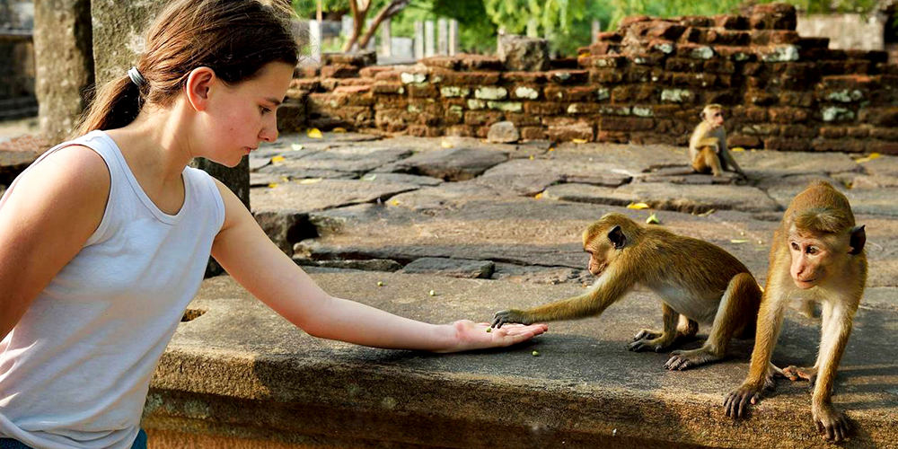 Monkey feeding in Sri Lanka