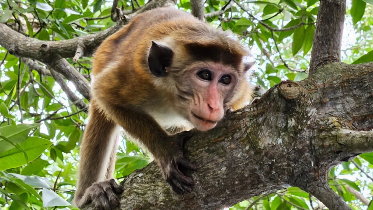 Monkey in Sri Lanka