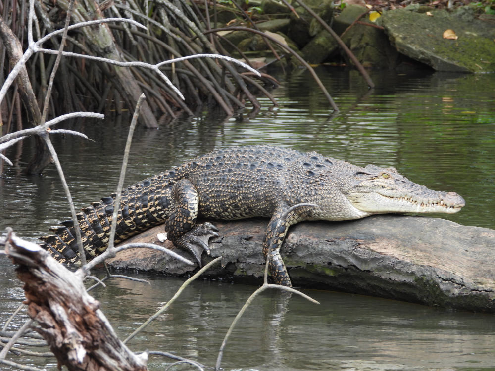 Mugger crocodile resting on a log by mangroves