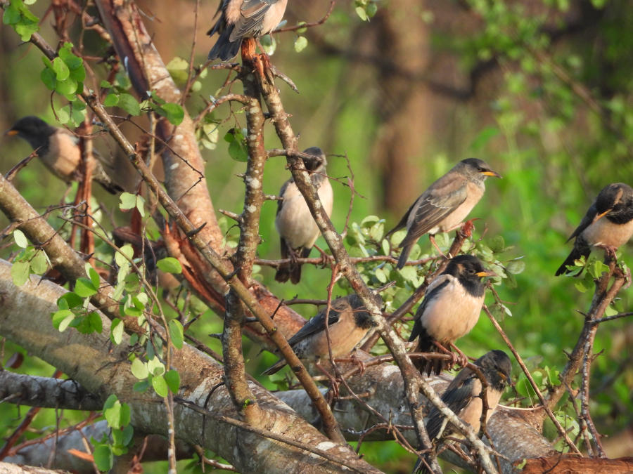 Flock of mynas gathered in a tree at sunset