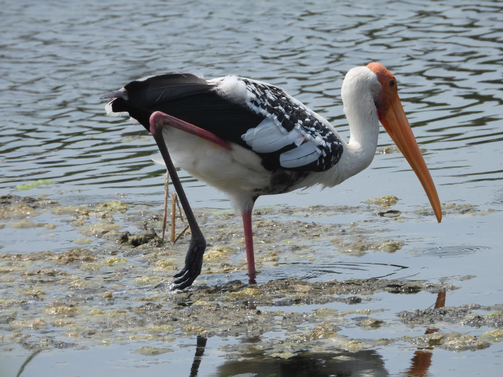 Painted stork