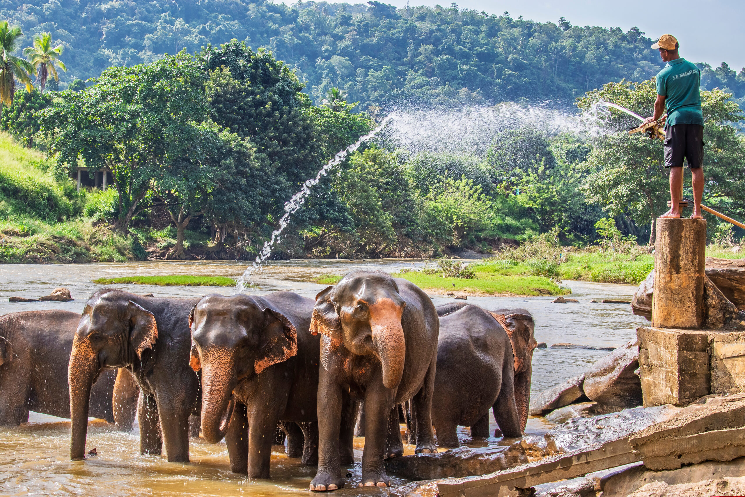 Pinnawala elephant route in Sri Lanka