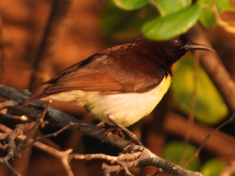 Purple-rumped sunbird