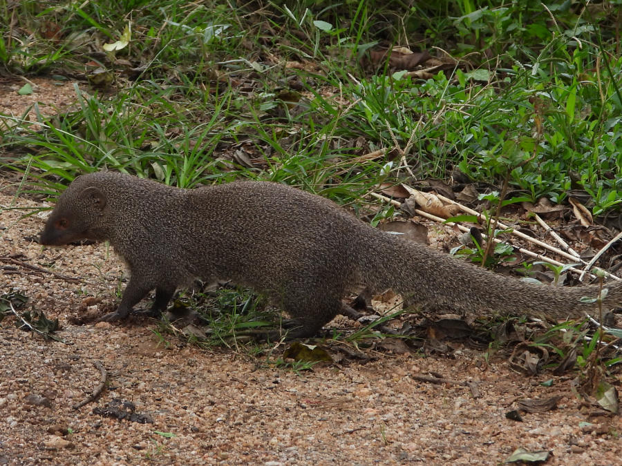 Ruddy mongoose