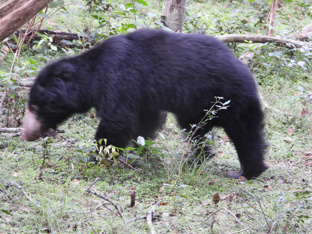 Sloth bear foraging through undergrowth