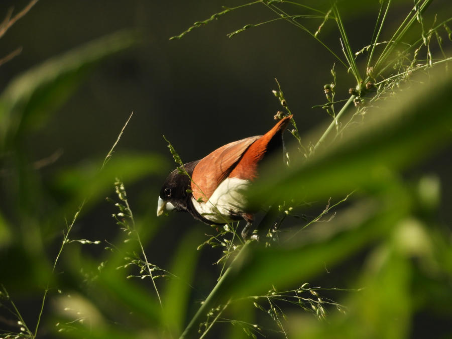 Small bird perched among tall grass