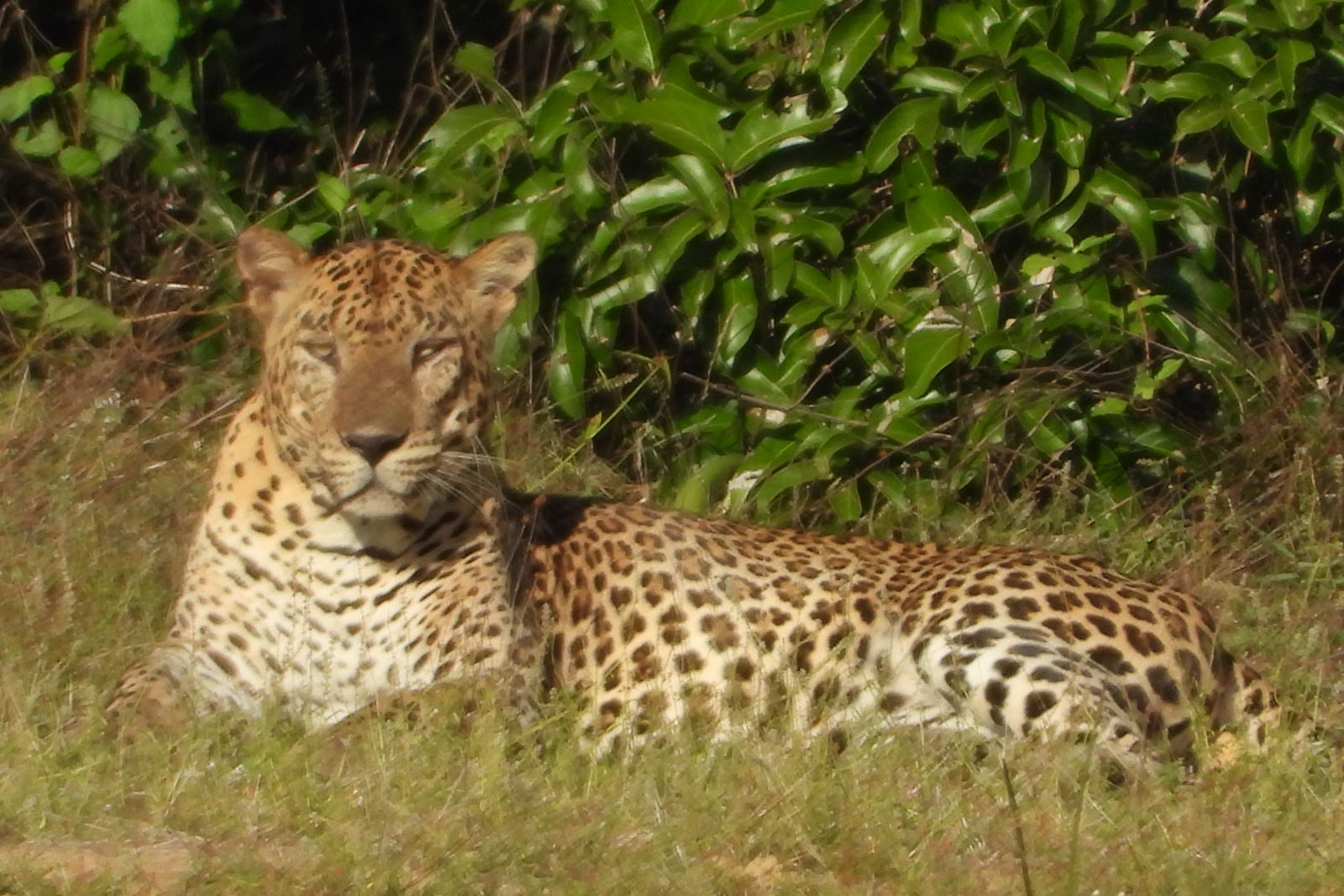Sri Lankan leopard resting in tall grass