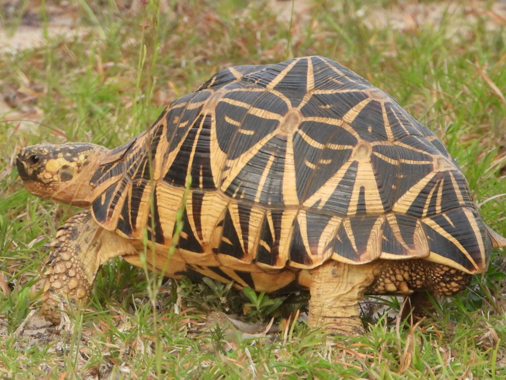 Indian star tortoise