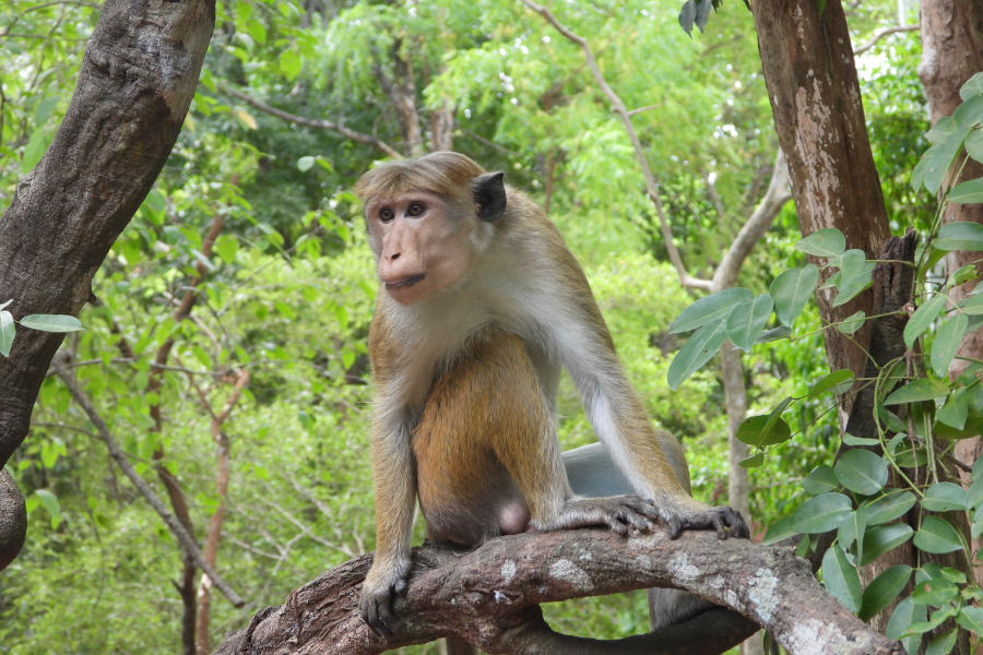 Toque macaque