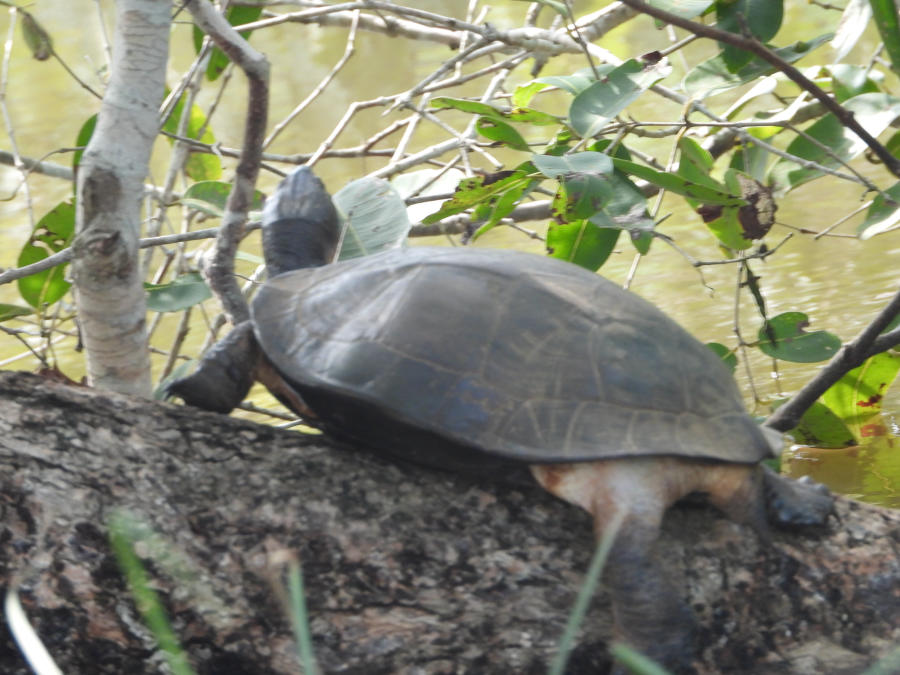 Freshwater turtle resting on a log