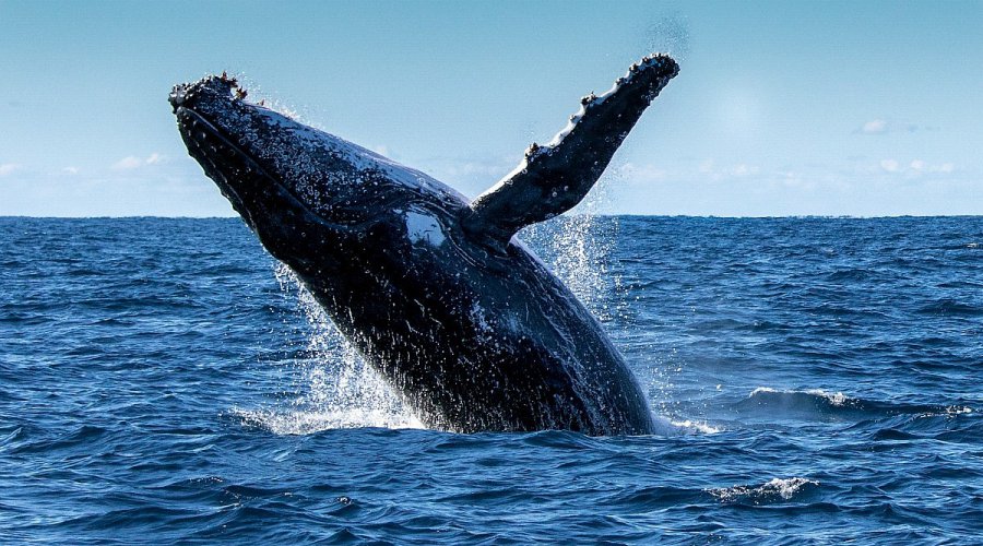 Whale watching boat tour near Mirissa